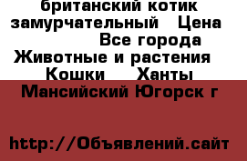 британский котик замурчательный › Цена ­ 12 000 - Все города Животные и растения » Кошки   . Ханты-Мансийский,Югорск г.